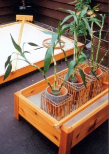 bamboo in planter